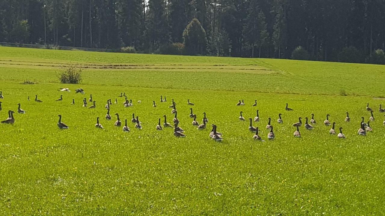 Ferienwohnung Am Kirnbergsee Unterbrand Buitenkant foto